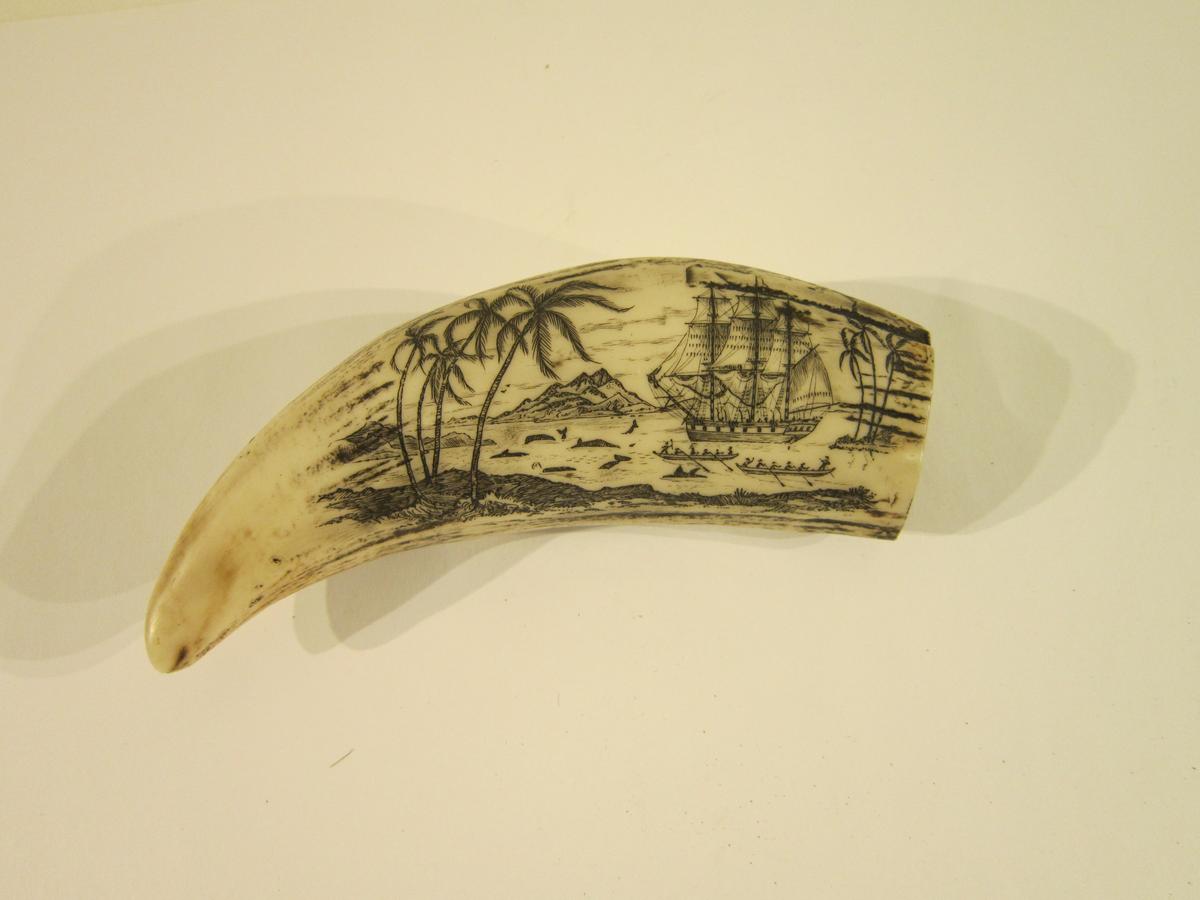 Scrimshaw from Poole Museum collection